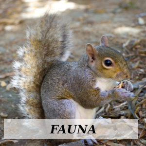 FAUNA