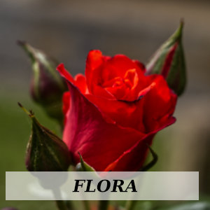 FLORA